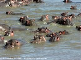 flusspferde_south_luangwa_np