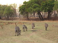 lower_zambezi_np