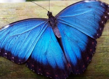 blauer_morpho