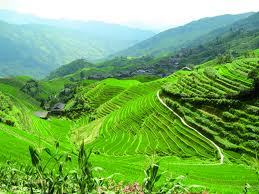 longji_terrassenfelder