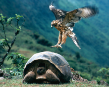 galapagos-riesenschildkroete