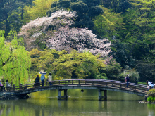 shinjuku_gyoen
