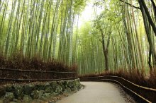 bambuswald_tenruji_tempel