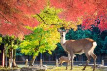 nara_park