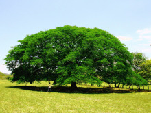 liberia