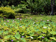 tahiti-kevin-guines-2-