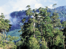tag-3-cold-rain-forest-1-puyehue-np