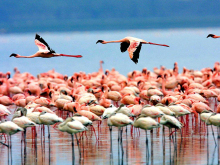 lake-manyara-birds