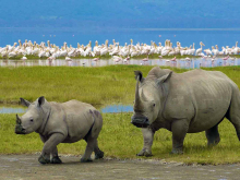rhinos-in-ngoro