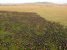 serengeti-wildebeests-2