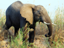 lower-zambezi