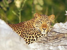 luangwa-4