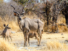 luangwa-5