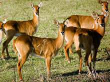 luangwa-7