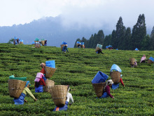 tea-pickers
