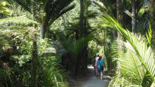 bushwalk-