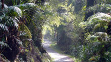 rainforest