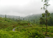 Teeplantage