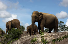 Yala Nationalpark