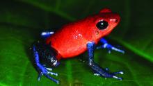Pfeilgiftfrosch
