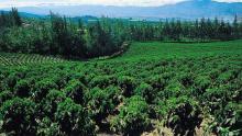 Plantage