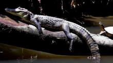 Tortuguero Nationalpark