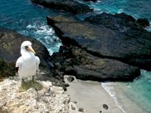 Isla de la Plata (Klein-Galapagos)