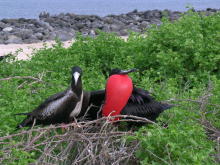 Galapagos Inseln