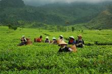 Teeplantage