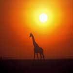 Botswana Reisen - Überland-Safari Paradise Reise Service