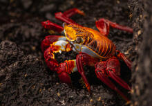 Galapagos Krabbe