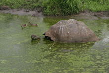 Riesenschildkröten