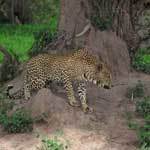 Botswana Reisen - Safari Paradise Reise Service