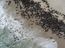 Robbenkolonie Walvis Bay