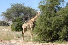 Giraffe Etosha
