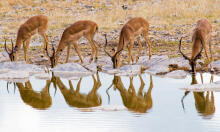 Impalas Etosha