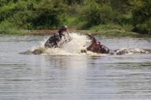 Krüger NP