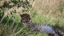 Gepard