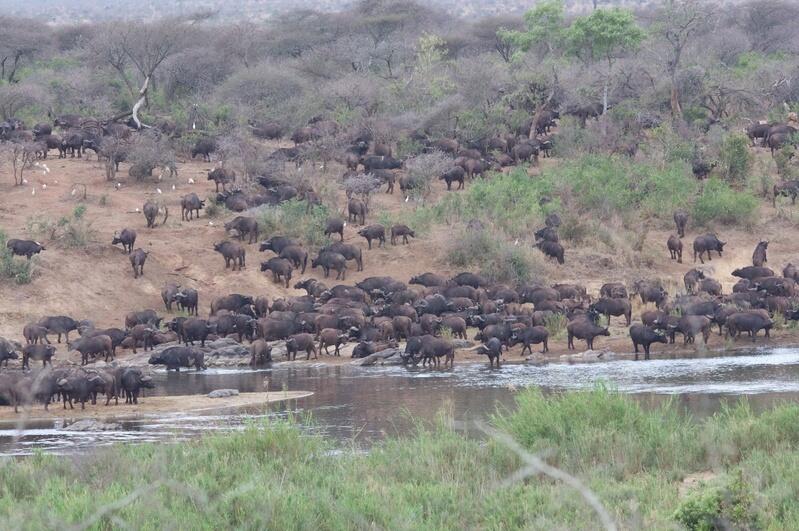 Kenia - Safari & Beach