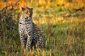 Flugreisen - Kenia - Safari & Beach