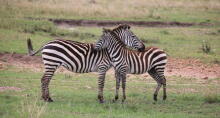 Zebras