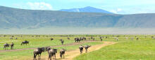 Ngorongoro Krater