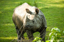 Chitwan Nationalpark