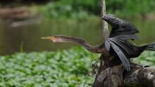 Tortuguero Nationalpark