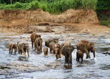 Elefanten Yala NP