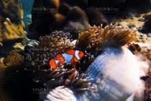 Surin Island