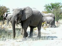 Namibia Reisen und Individualreisen Afrika - Victoria Falls - Caprivi - Windhoek Namibia Reisen und Individualreisen Afrika - Victoria Falls - Caprivi - Windhoek