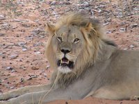 Sambia Reisen und Individualreisen - Sambia Safari