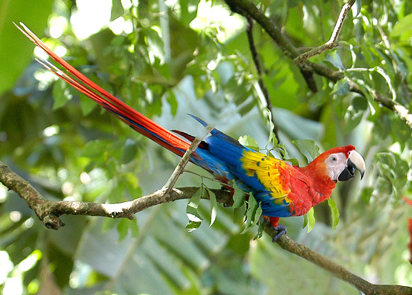 Costa Rica Reisen + Corcovado Nationalpark Paradise Reise Service