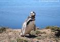 Pinguin Halbinsel Valdes